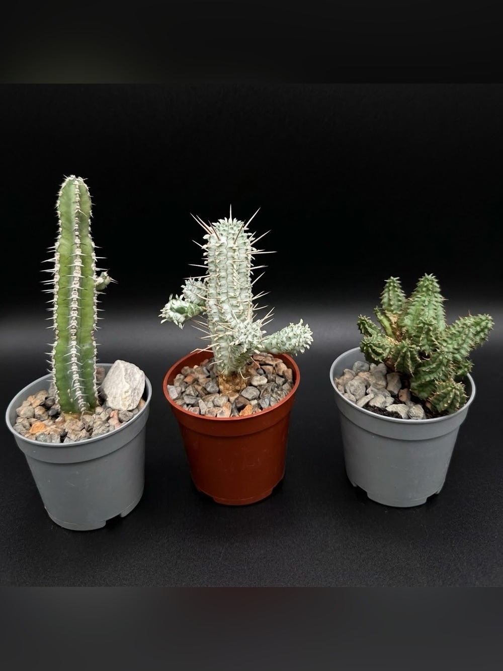Set of 3 Euphorbia Polyacantha, Mammilaris Corn Cob Variegated & Submamilaris
